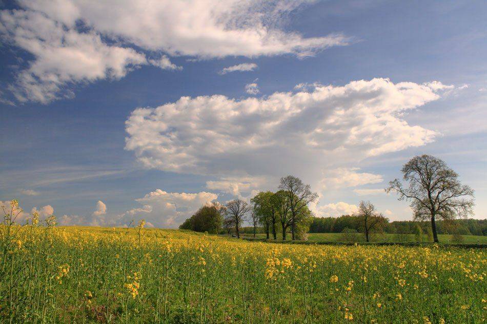 пейзаж весна поле, Павел Дунюшкин