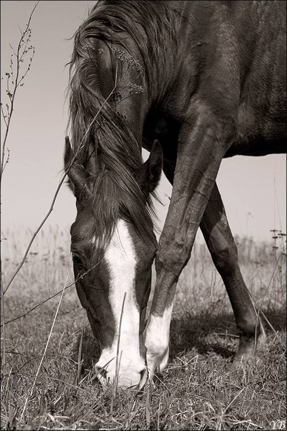 дени, лошадь, конь, Братаев Юра