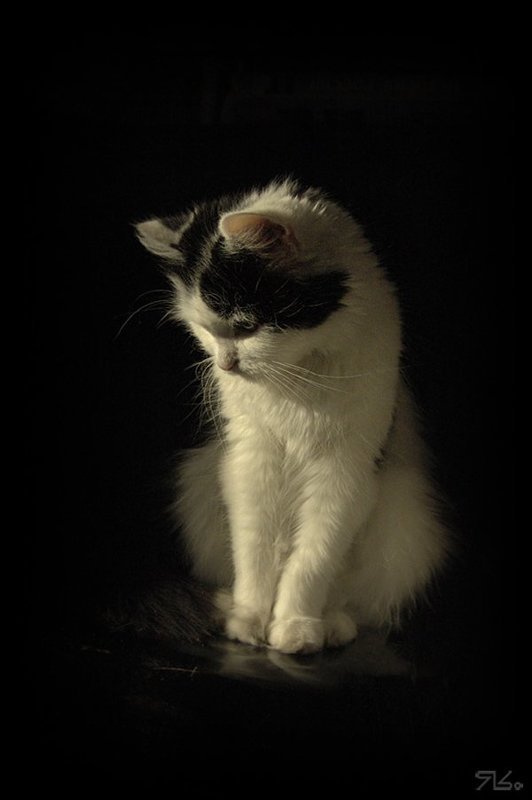 котяйка,  кошка, бестия, кнопка Милая бестиЯ фото превью