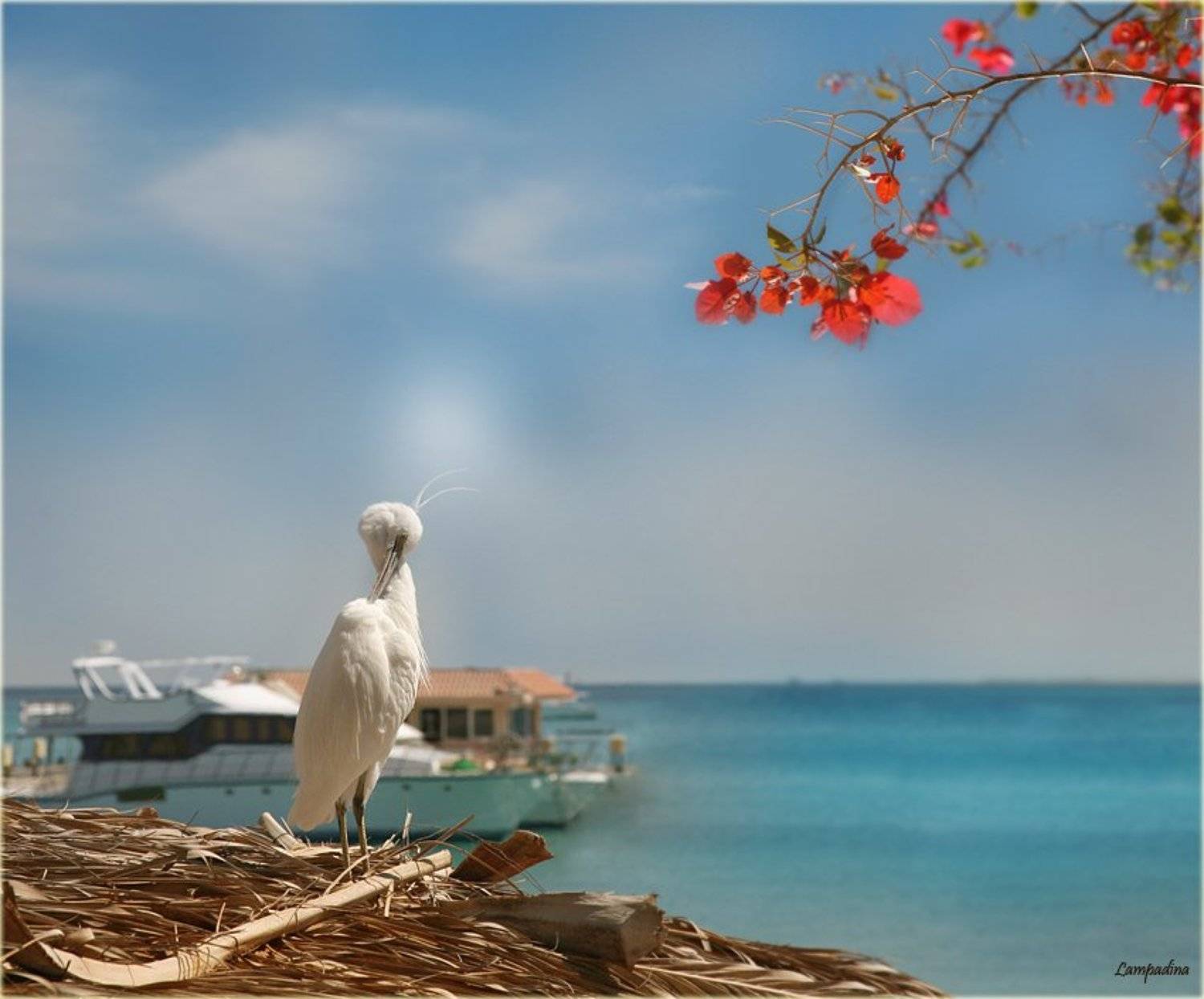 хургада, цапля, lampadina