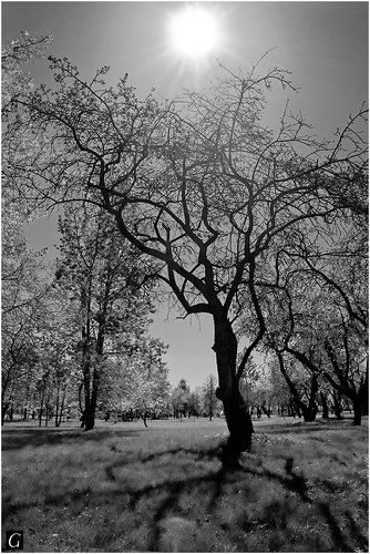 Ты - дерево, твое место в саду...