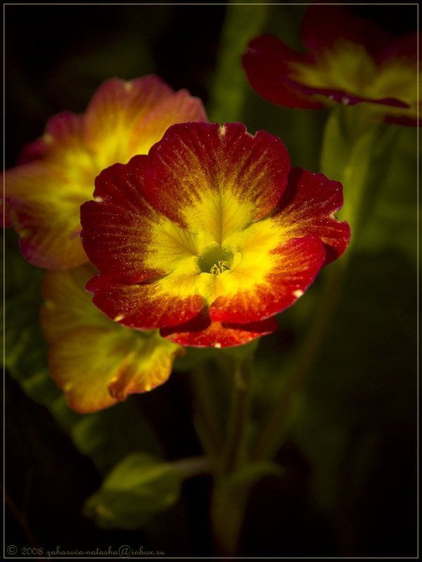 первоцвет, цветок, примула Примула фото превью