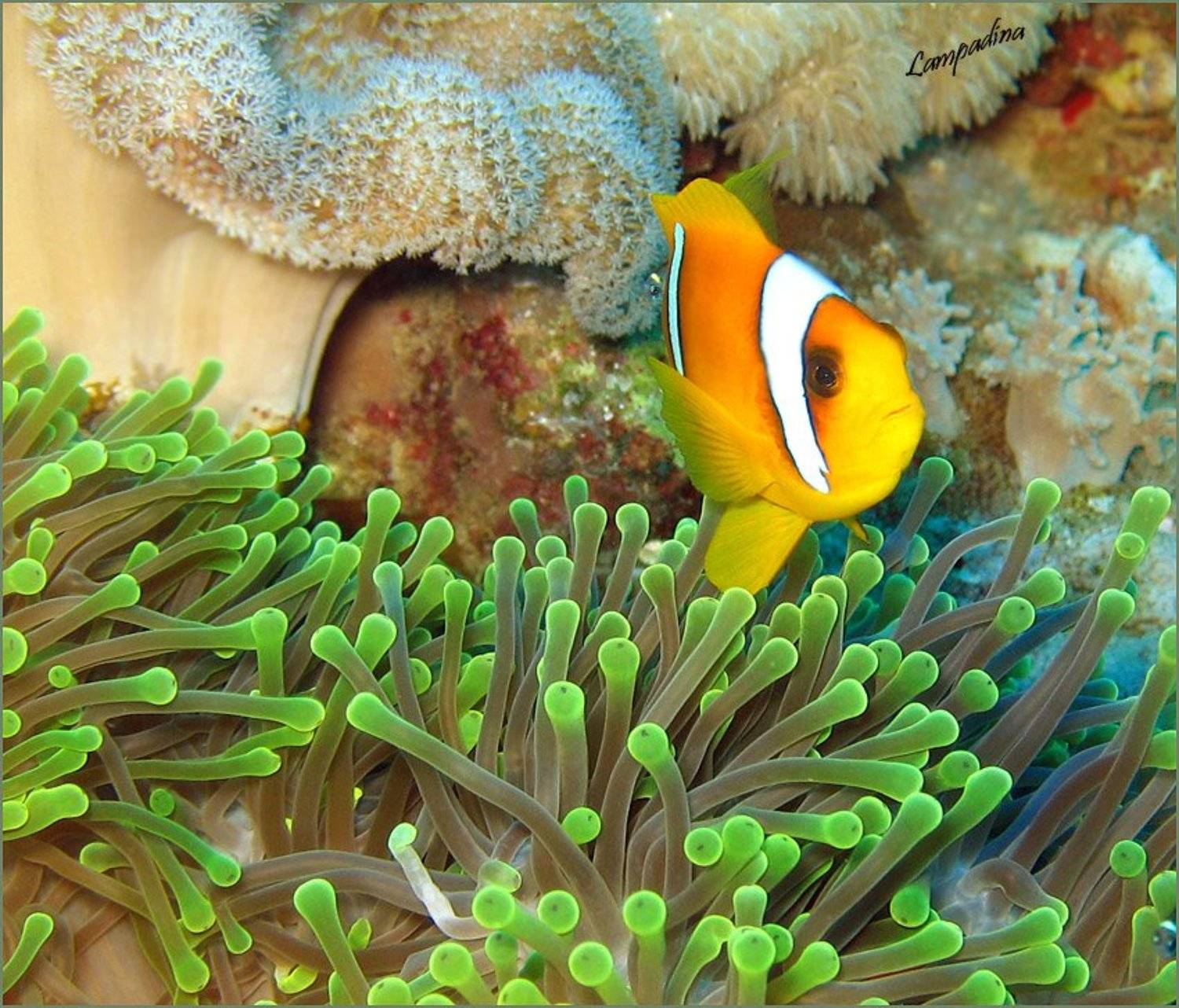 актиния, амфиприон, красное море, lampadina