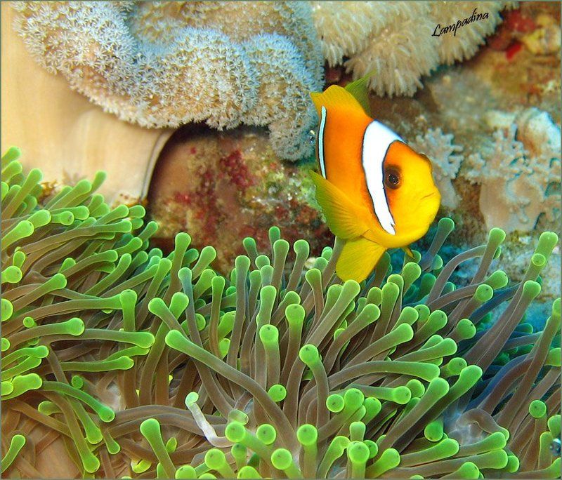 актиния, амфиприон, красное море В гостях у Немо) фото превью