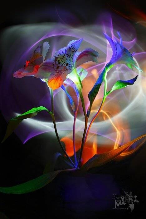 светографика, предметы, свет, цветы, HoryMa (ХориМа)