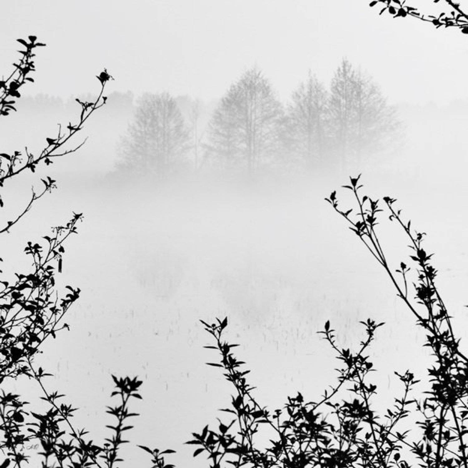 будущее, ветки, чб, туман, NO