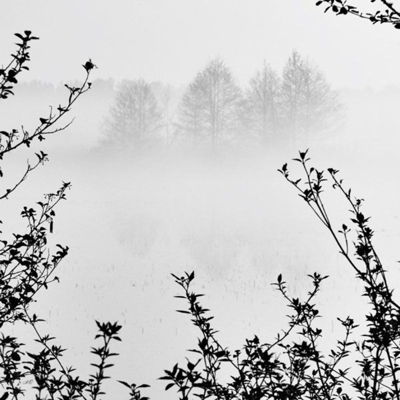 будущее, ветки, чб, туман НЕидеальный пейзаж фото превью