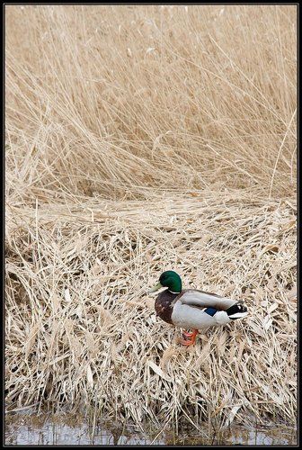 портрет селезня