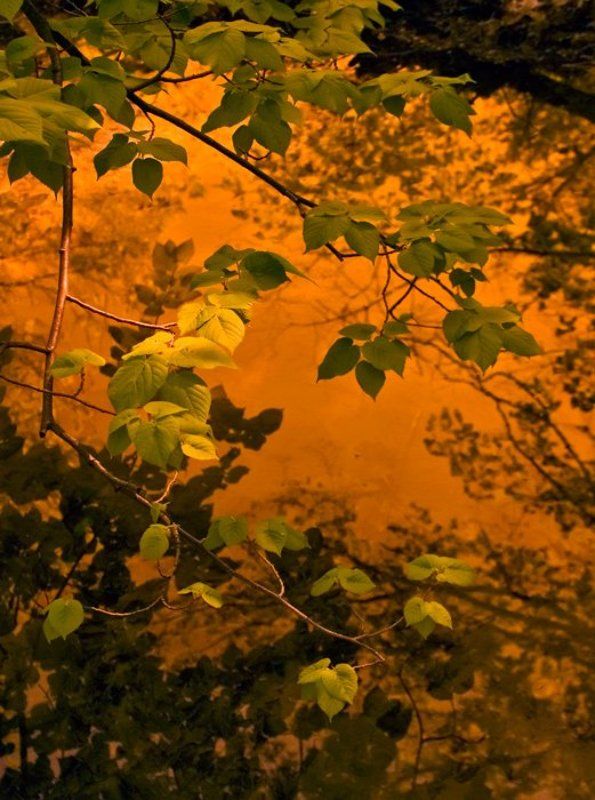 green gold фото превью