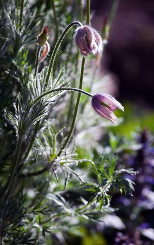 цветок, весна Весна фото превью