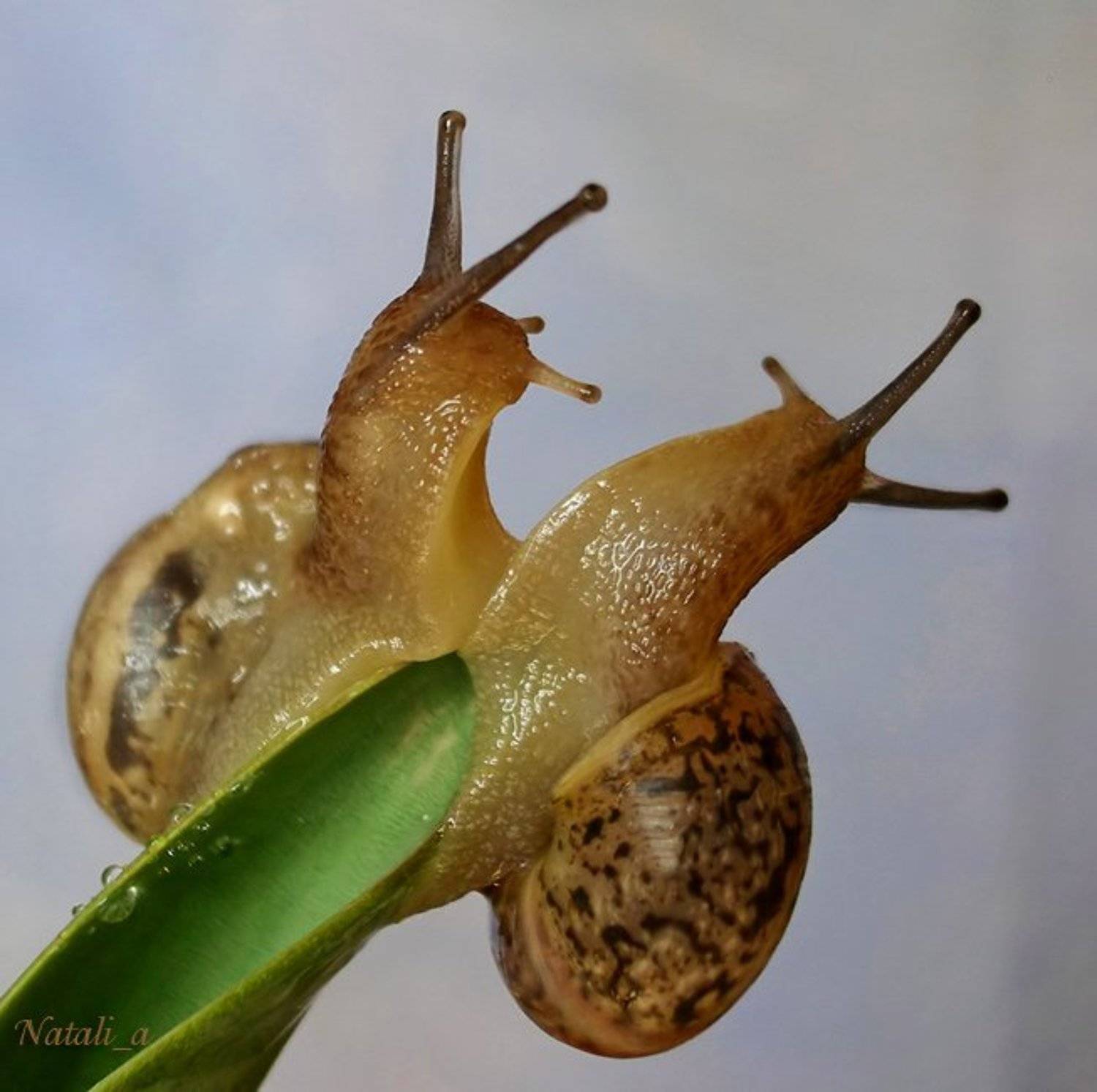 улитка, виноградная, весна, Natali_a