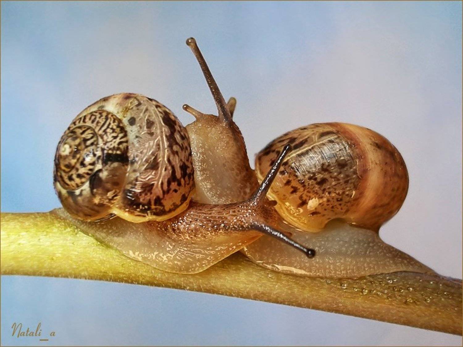 улитка, виноградная, весна, Natali_a
