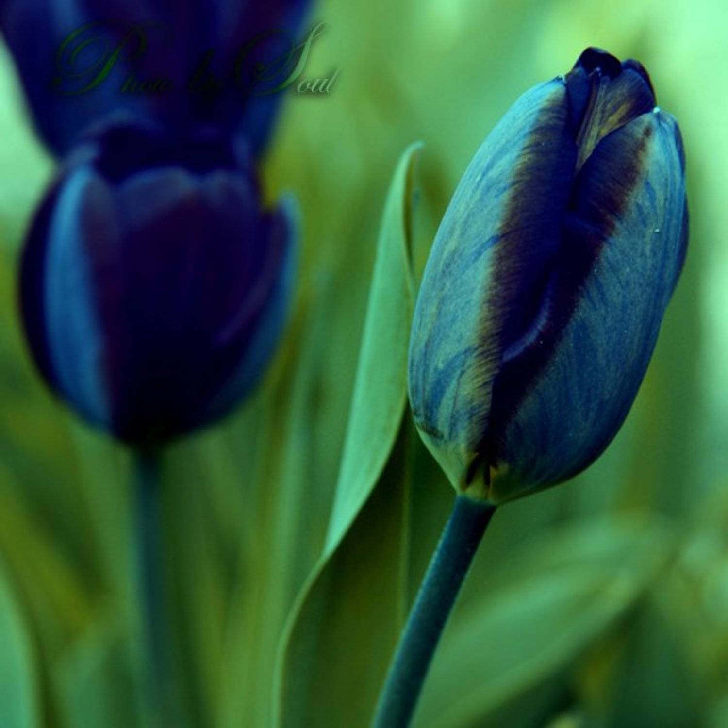 красные тюльпаны, SouL