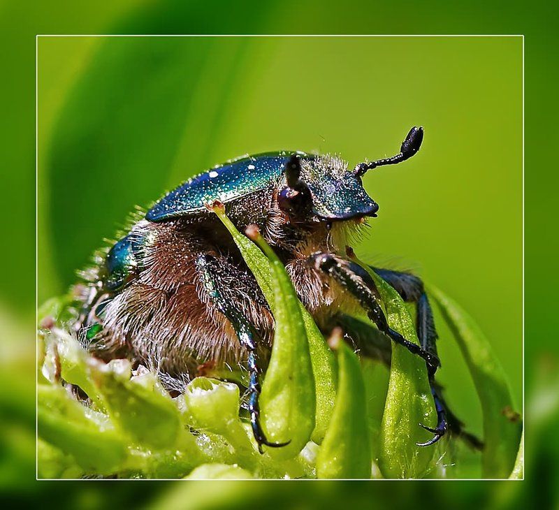 Лесной ж-ж-житель фото превью