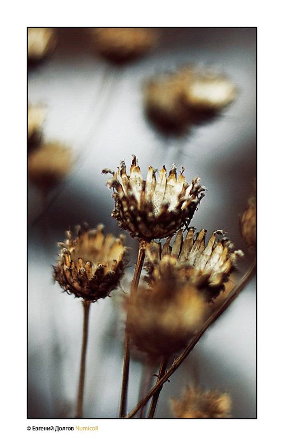 цветы, весна, вечер, макро, Евгений Долгов NumicoR