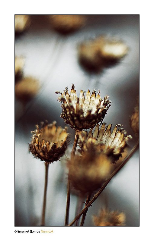 цветы, весна, вечер, макро  фото превью