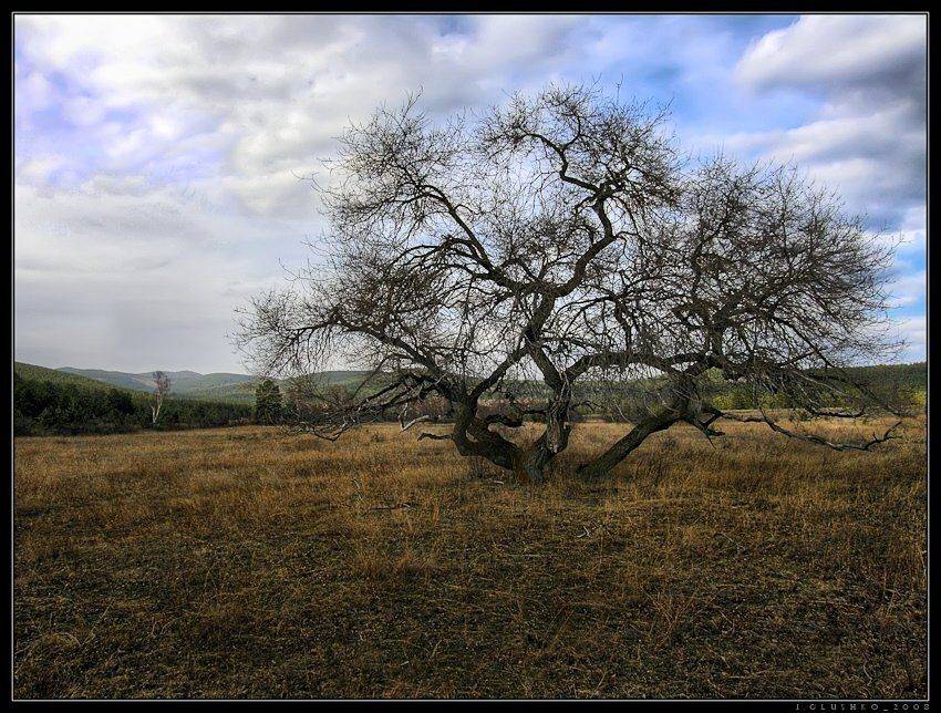 дерево, ильм, поле, весна, бурятия, Игорь Глушко