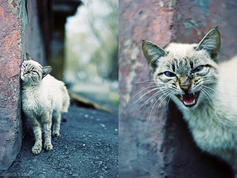котофото кот город * фото превью