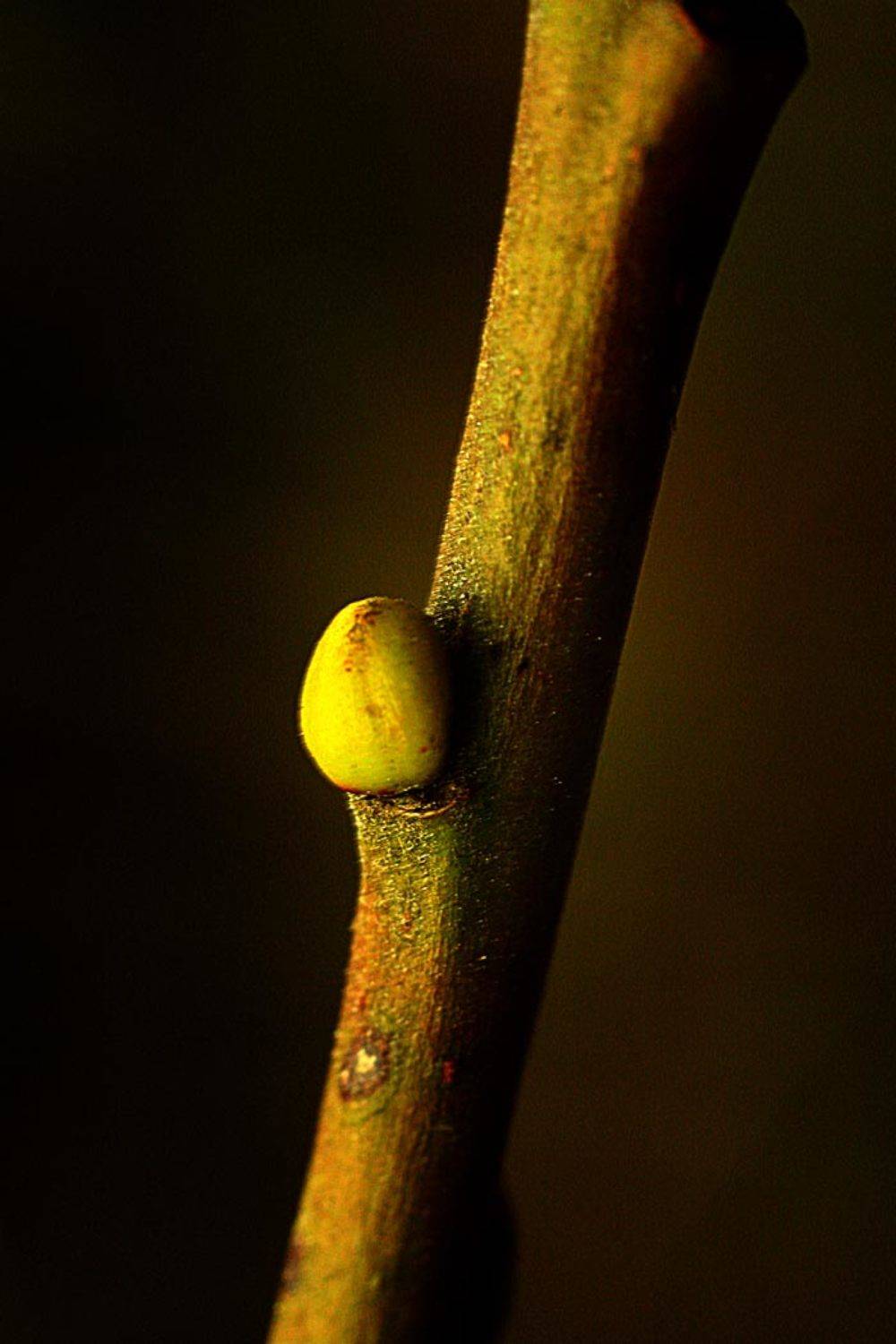 природа,весна,макро, Givi