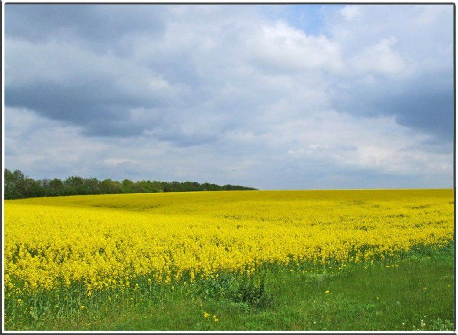 природа, поля, просторы, сельскохозяйственные культуры, рапс, желтые поля, Tatjana Nep