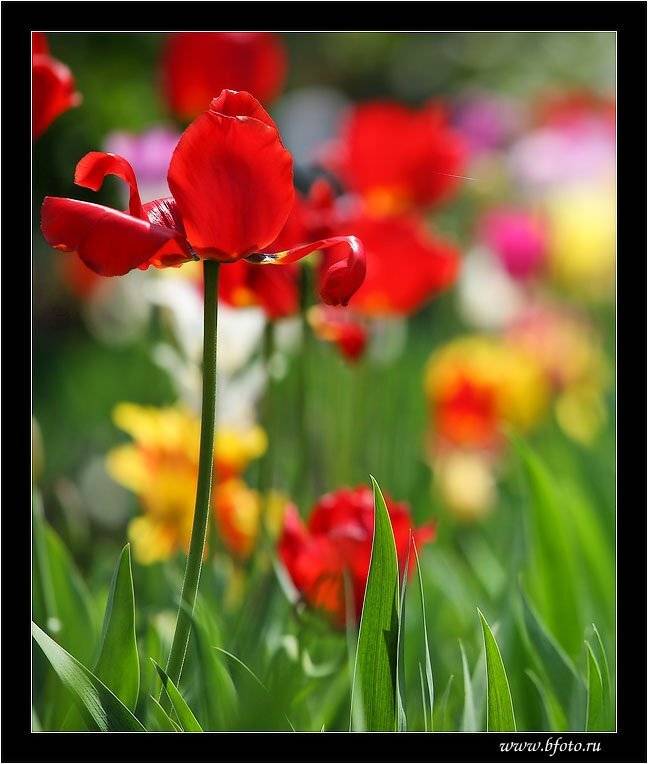 тюльпаны, краски, весна, цветы, цветок, Алексей Строганов
