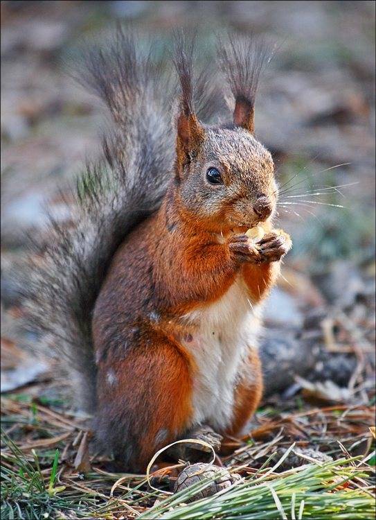 белка, Роман Быков