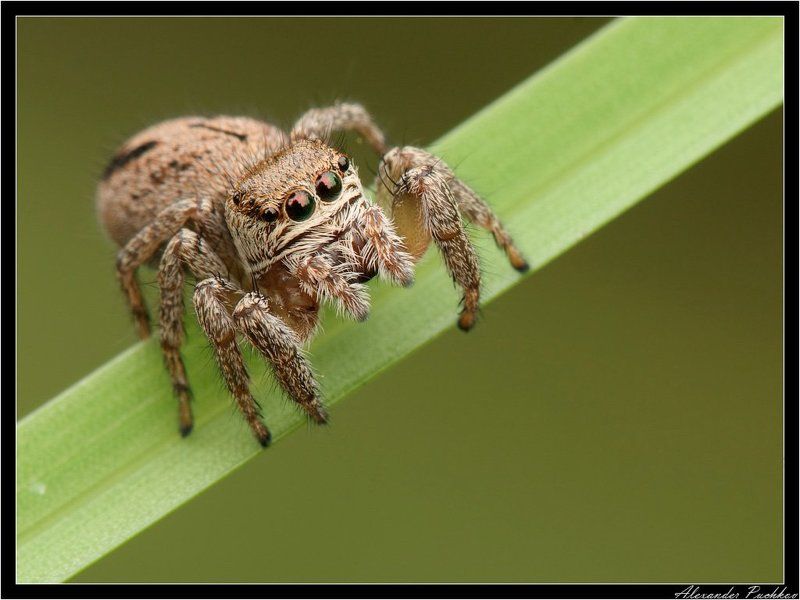макро, паук, скакун Дядь, а дядь, дай десять копеек!? фото превью