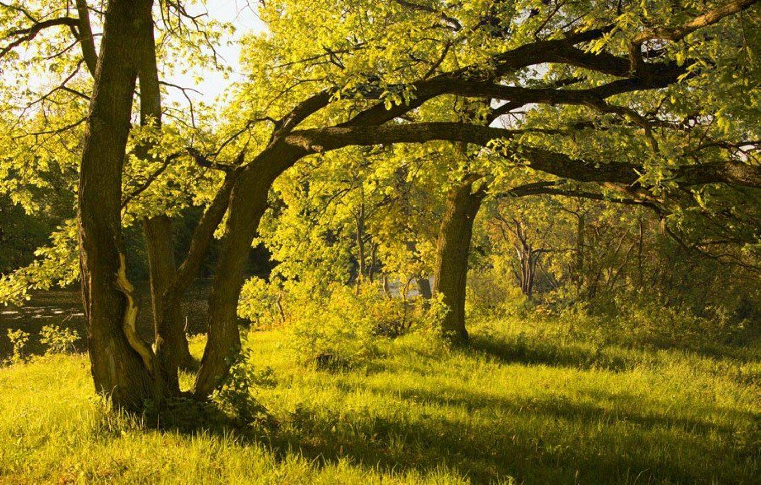 деревья, Александр Дубовицкий