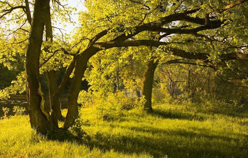 деревья Под сенью деревьев фото превью