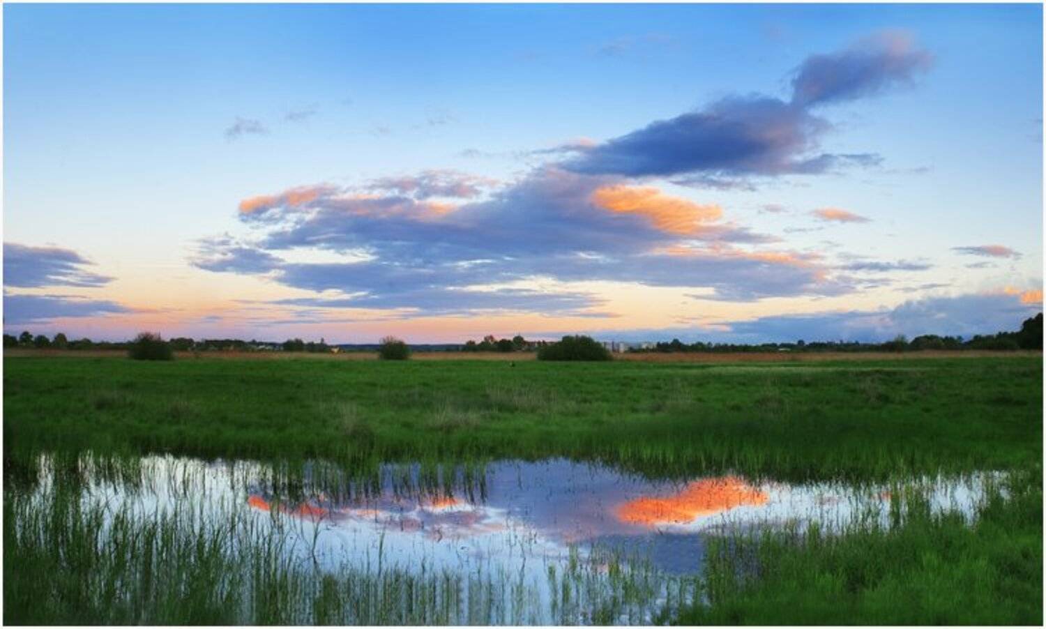 природа, albatros