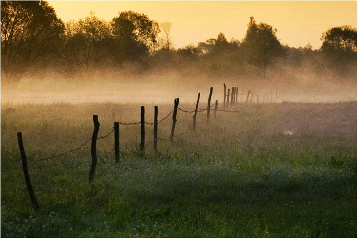 природа, albatros