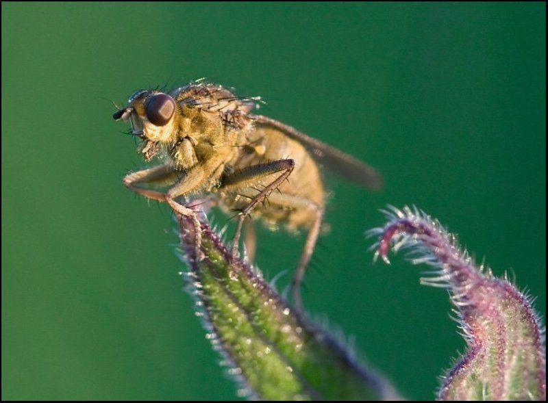 Я-МУХА фото превью