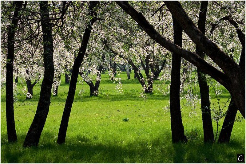 весна, цветение Занавес по-весеннему фото превью