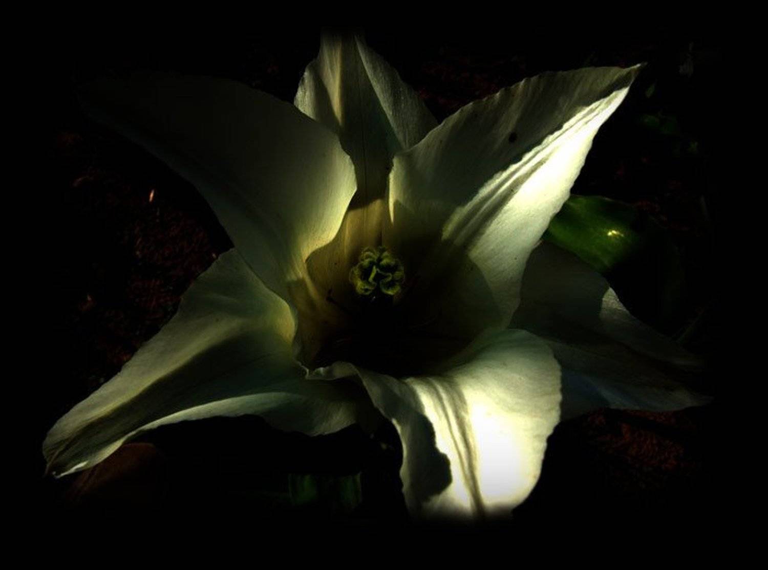 весна,природа,цветы, Givi