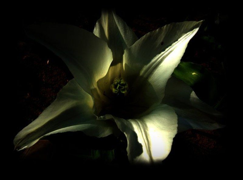 весна,природа,цветы  фото превью