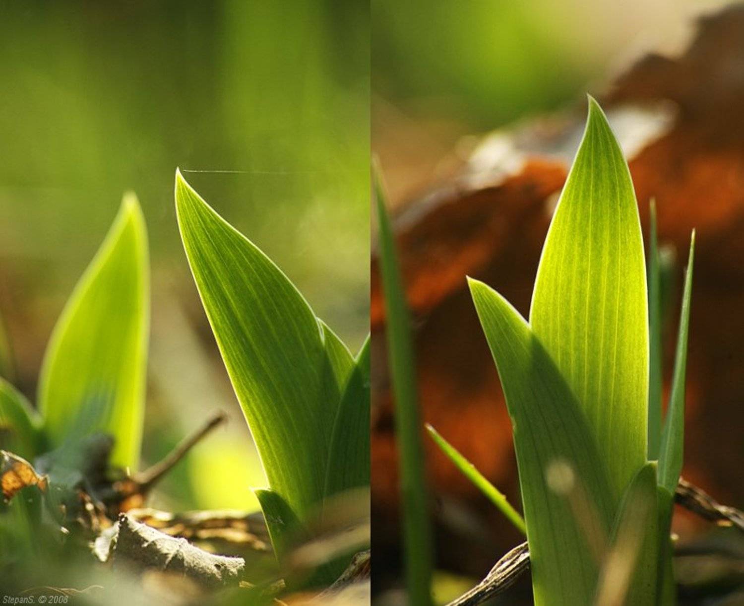 ирис май, StepanS