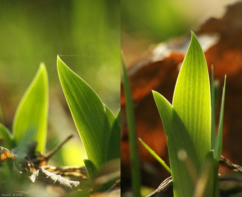 ирис май Майский ирис фото превью