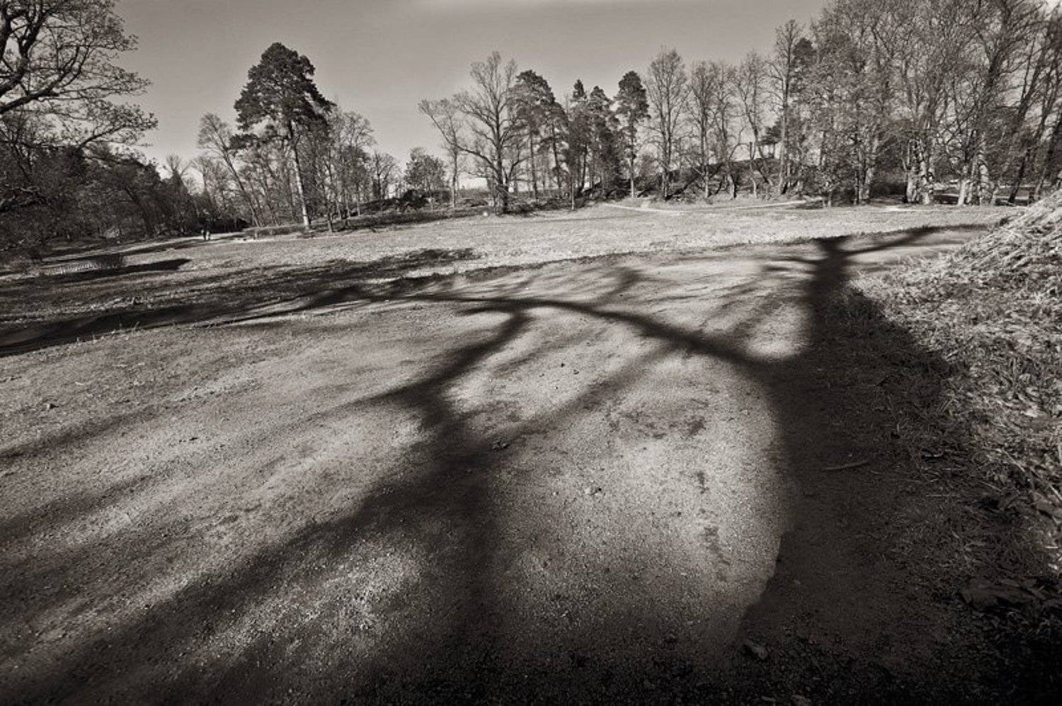 парк монрепо,тени, Евгений Пугачев.