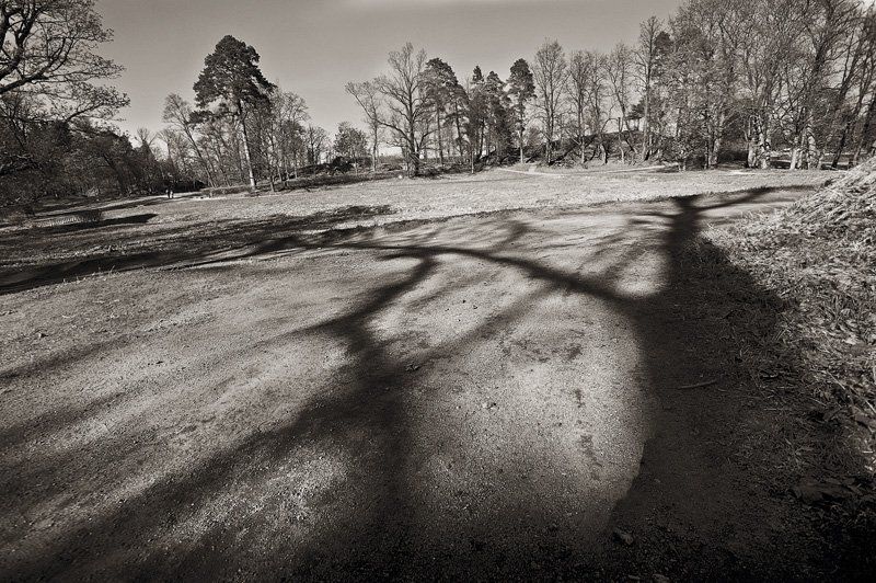 парк монрепо,тени Тени Монрепо фото превью