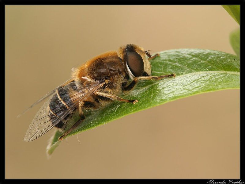 макро, муха, журчалка Если хочешь поработать - ляг поспи и все пройдет... фото превью