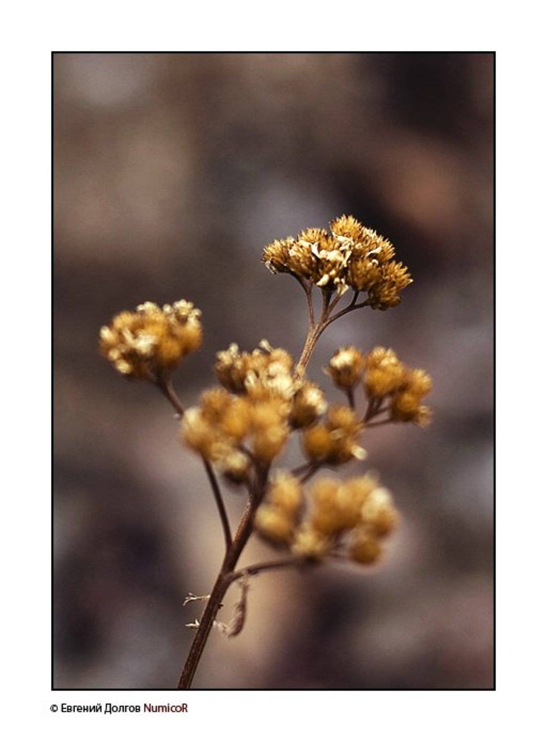 солнце, красноярск, цветы, весна, Евгений Долгов NumicoR