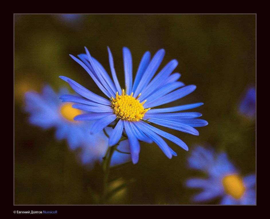 осень, набережная, красноярск, закат, Евгений Долгов NumicoR