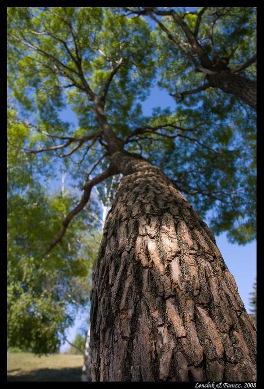 ветка быть белкой ... фото превью