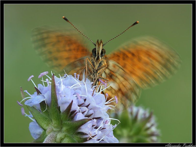 макро, бабочка, перламутровка, селена Крылышками бяк-бяк-бяк-бяк... фото превью