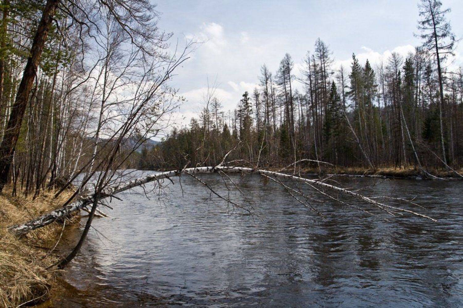 бурятия, река, хаим, весна, береза, Олег Шубаров