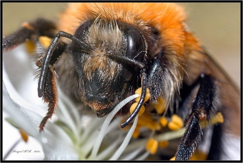 шмель,весна,макро,насекомые, Качурин Алексей