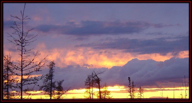 тайга,закат Вечернее небо тайги фото превью