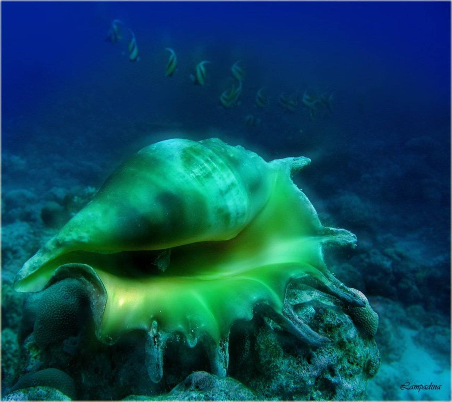 красное море, судан, подводная съемка, ракушка, рыбы-бабочки, lampadina