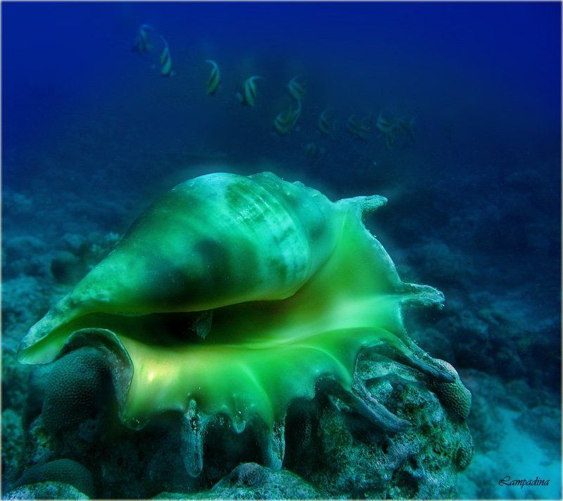 красное море, судан, подводная съемка, ракушка, рыбы-бабочки Тайна фото превью