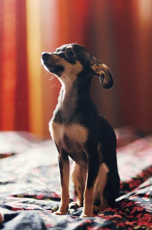 Твигги... фото превью